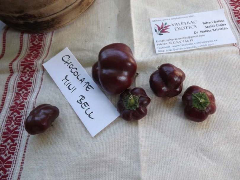 Csoki csengettyű paprika - Édespaprika ritkaságok az Egzotikus Növények Stúdiója kínálatában